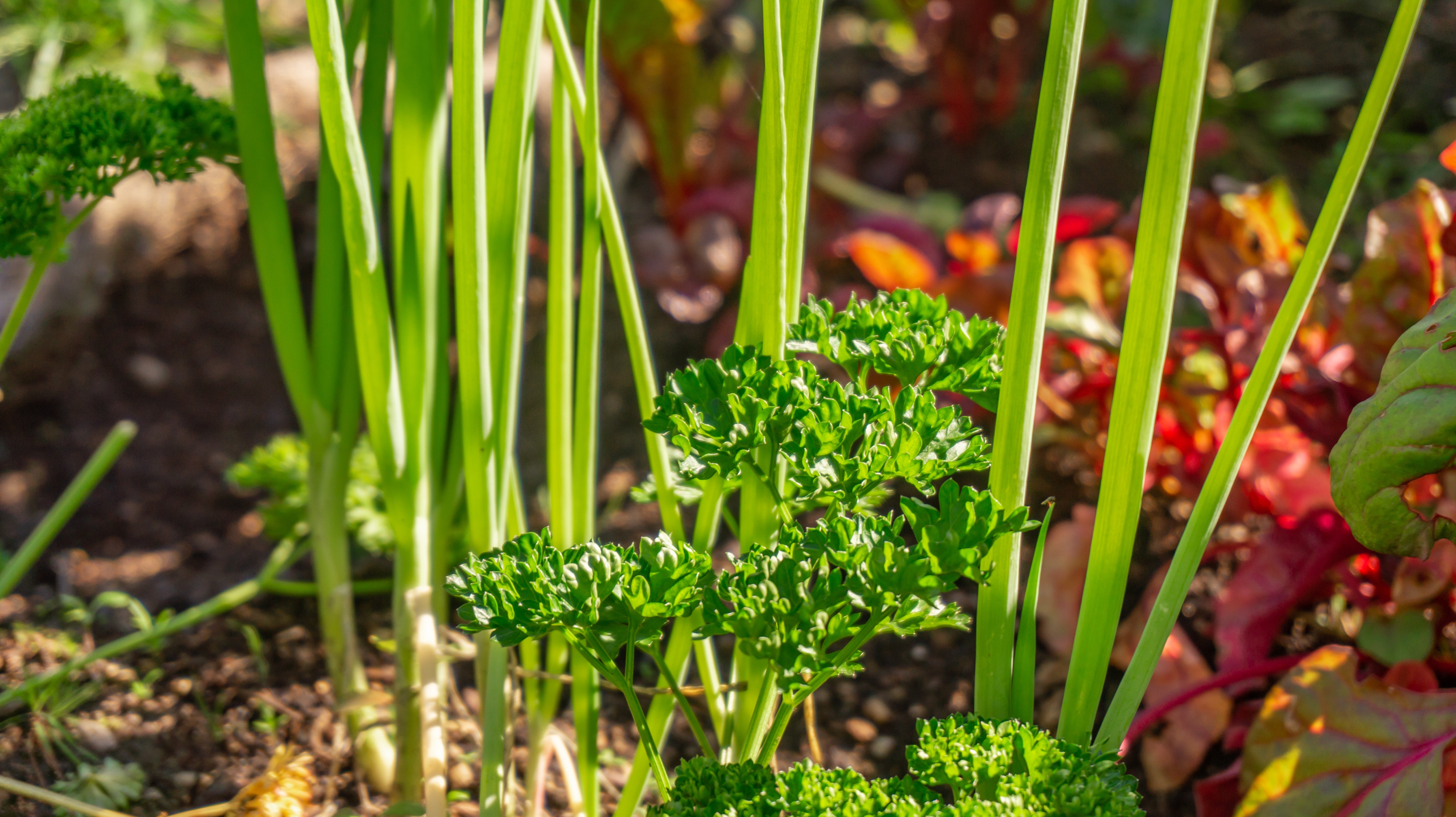 parsley, spring onions with flowers in the background