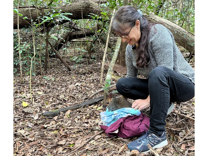 Layla the pademelon emerges from her blanket pouch into the rainforest. 