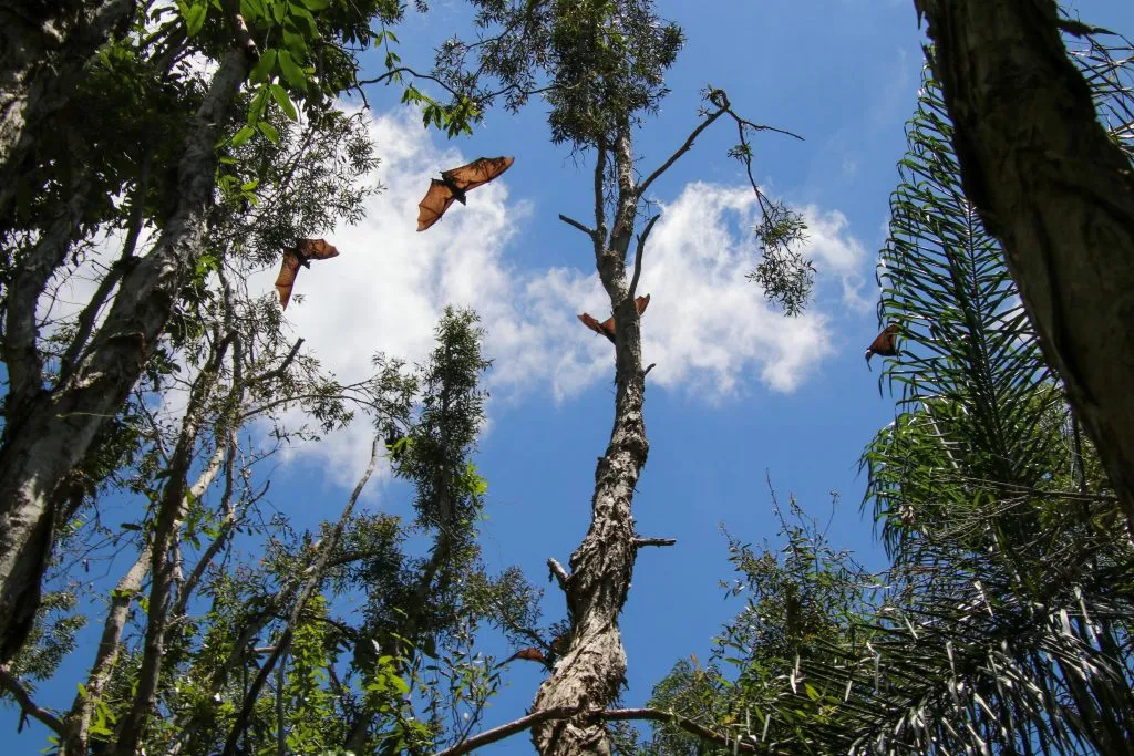 Flying foxes on the Sunshine Coast