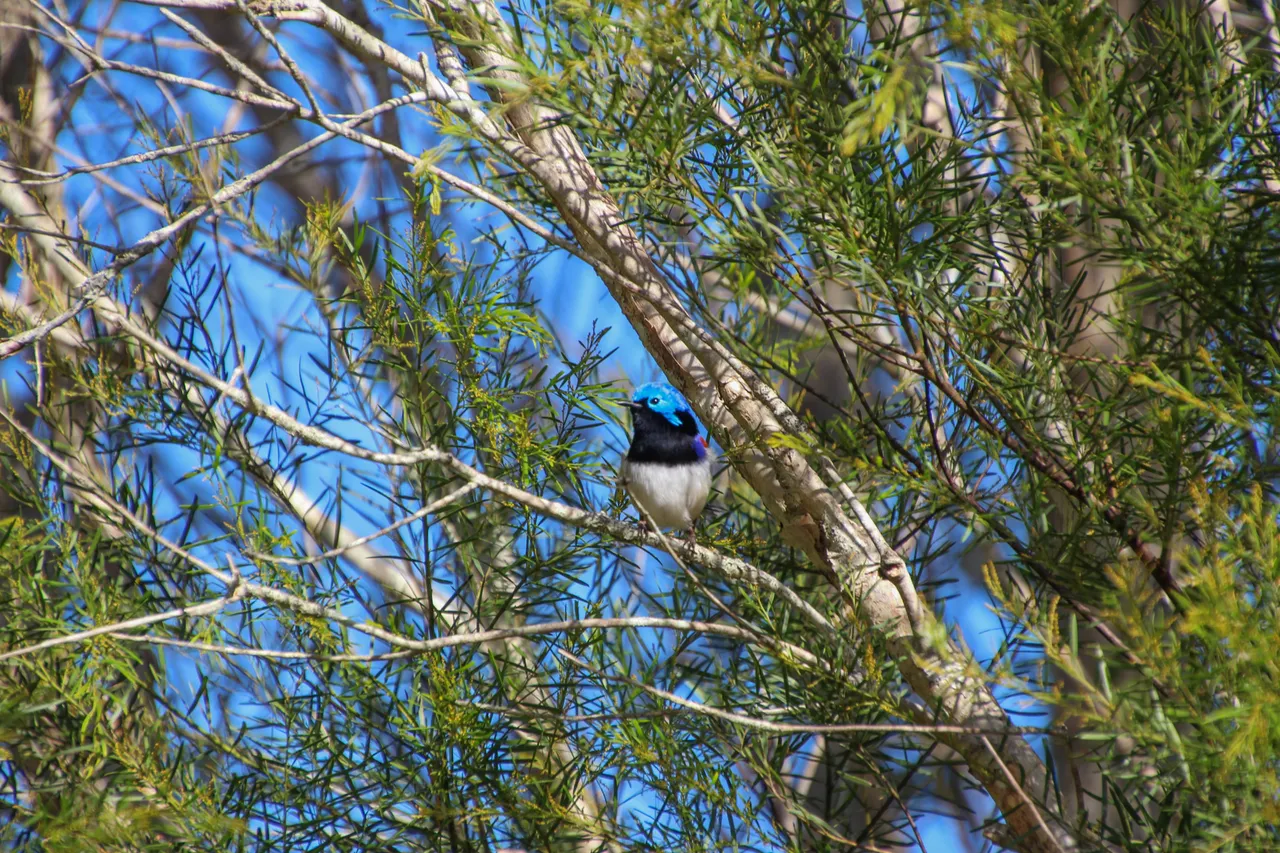 Lamerough Creekside Walk, Pelican Waters