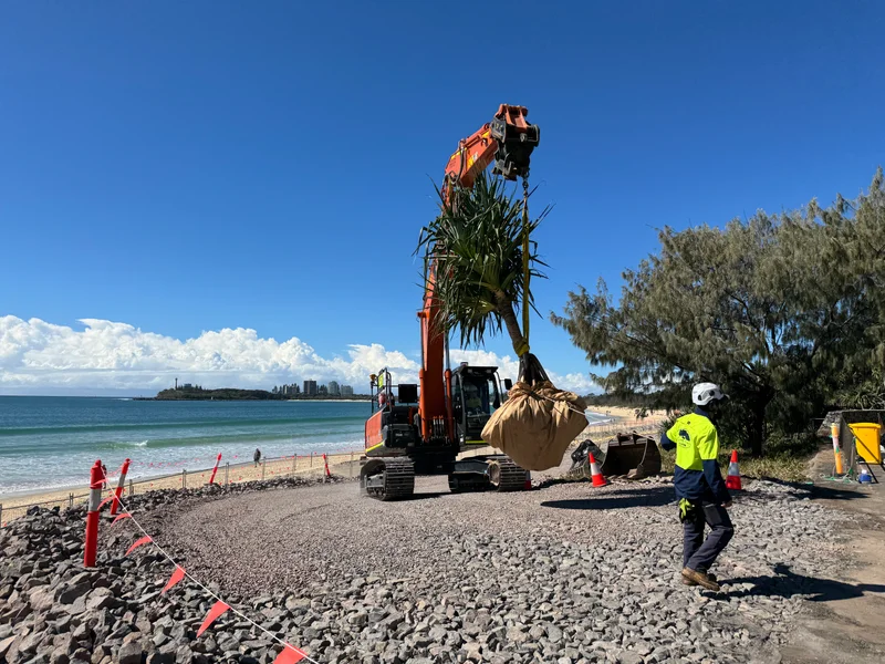 Pandanus tree being carried by a 36-tonne excavator