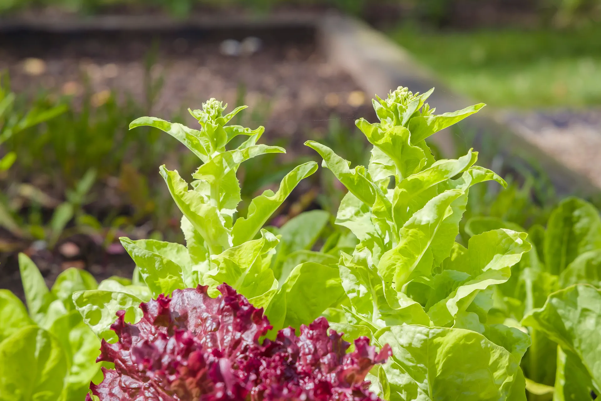 Bolting lettuce