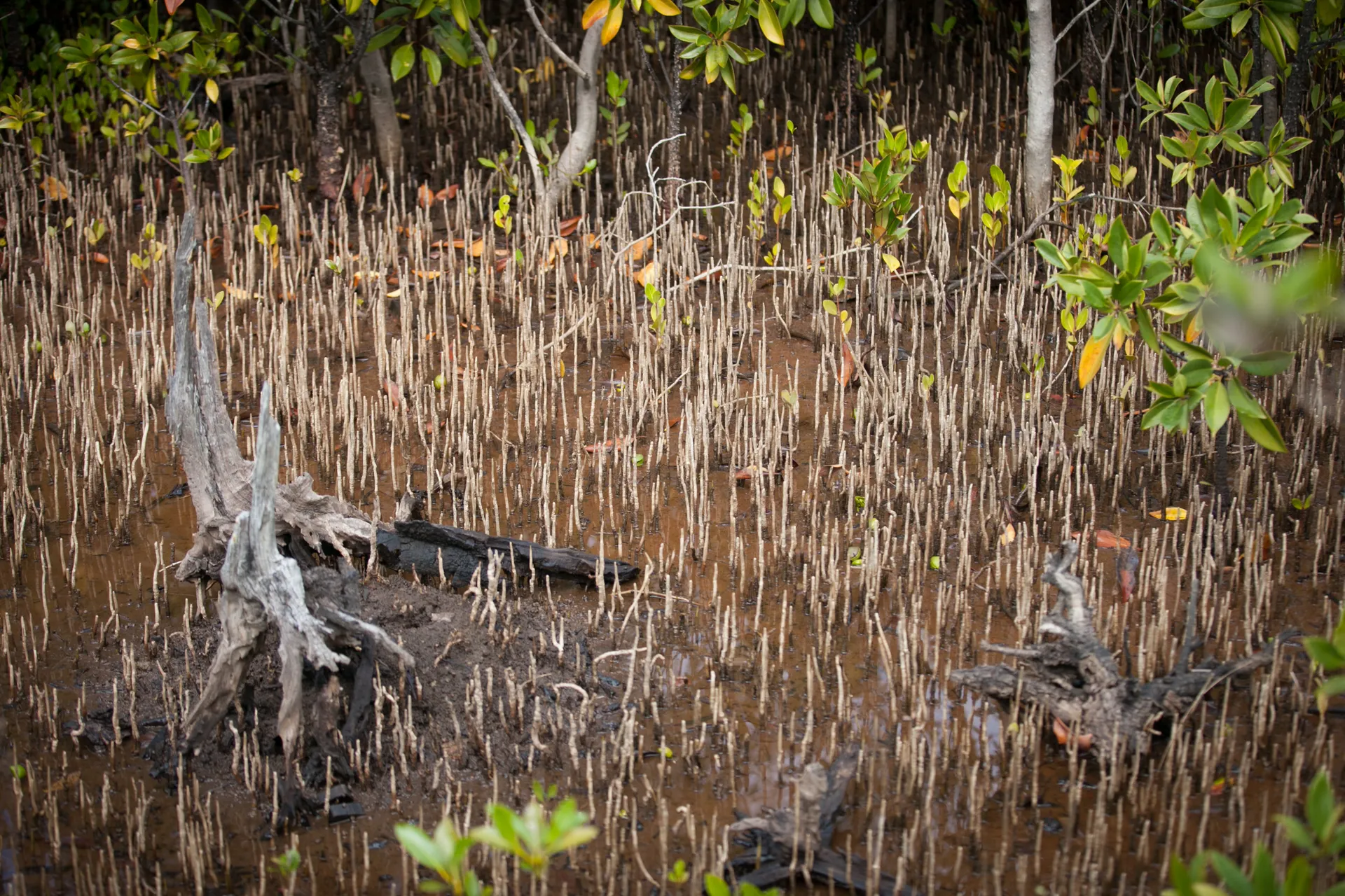 mangrove growth at Maroochy Wetlands Sanctuary