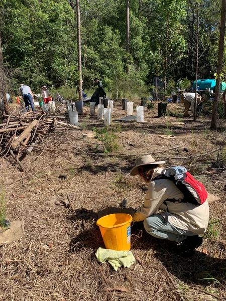 Tree-planting-at-Isambert-Rd-Environment-Reserve-Landsborough..jpg