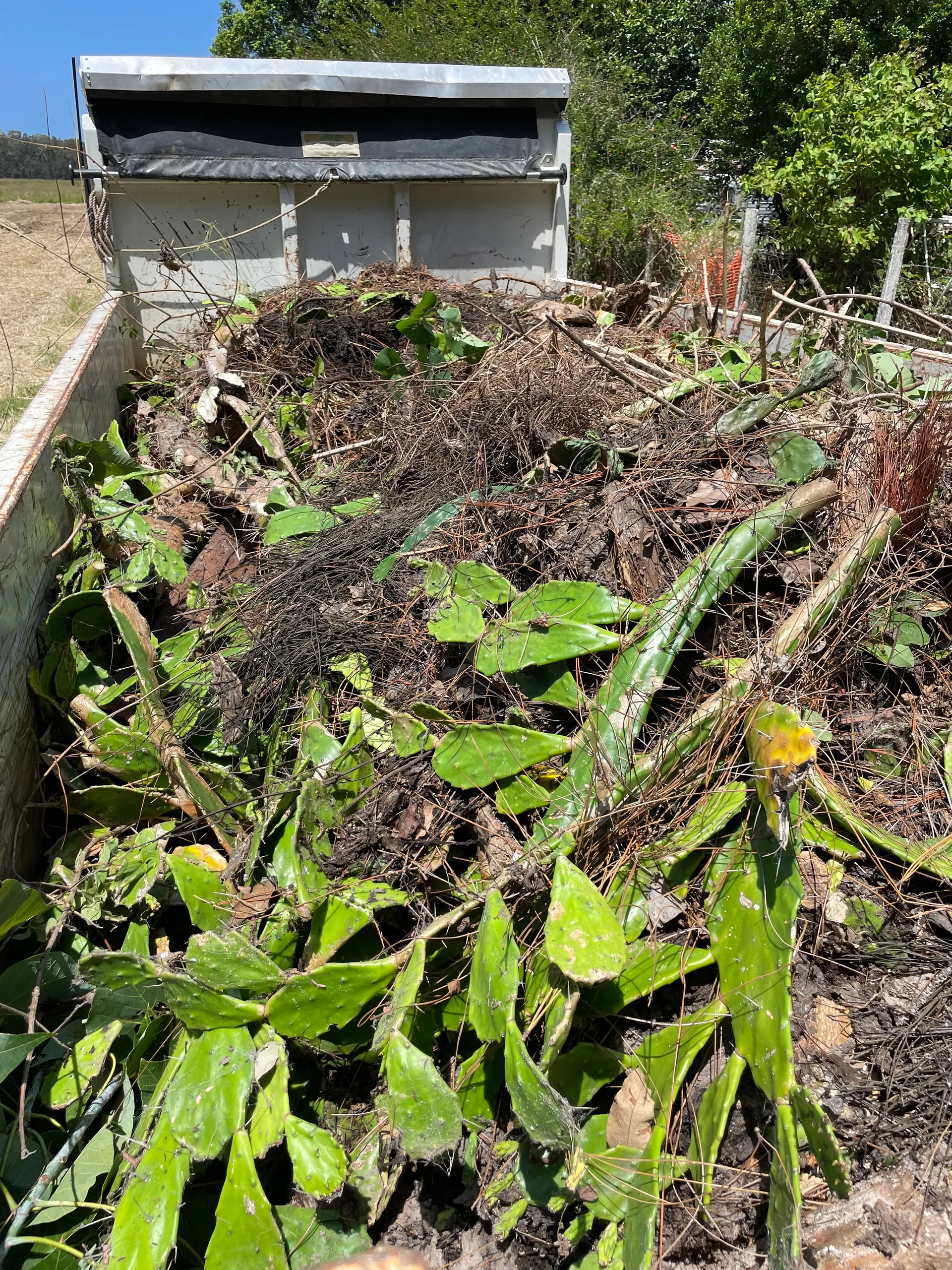 Drooping tree pear (Opuntia monacantha) removed from Bli Bli.