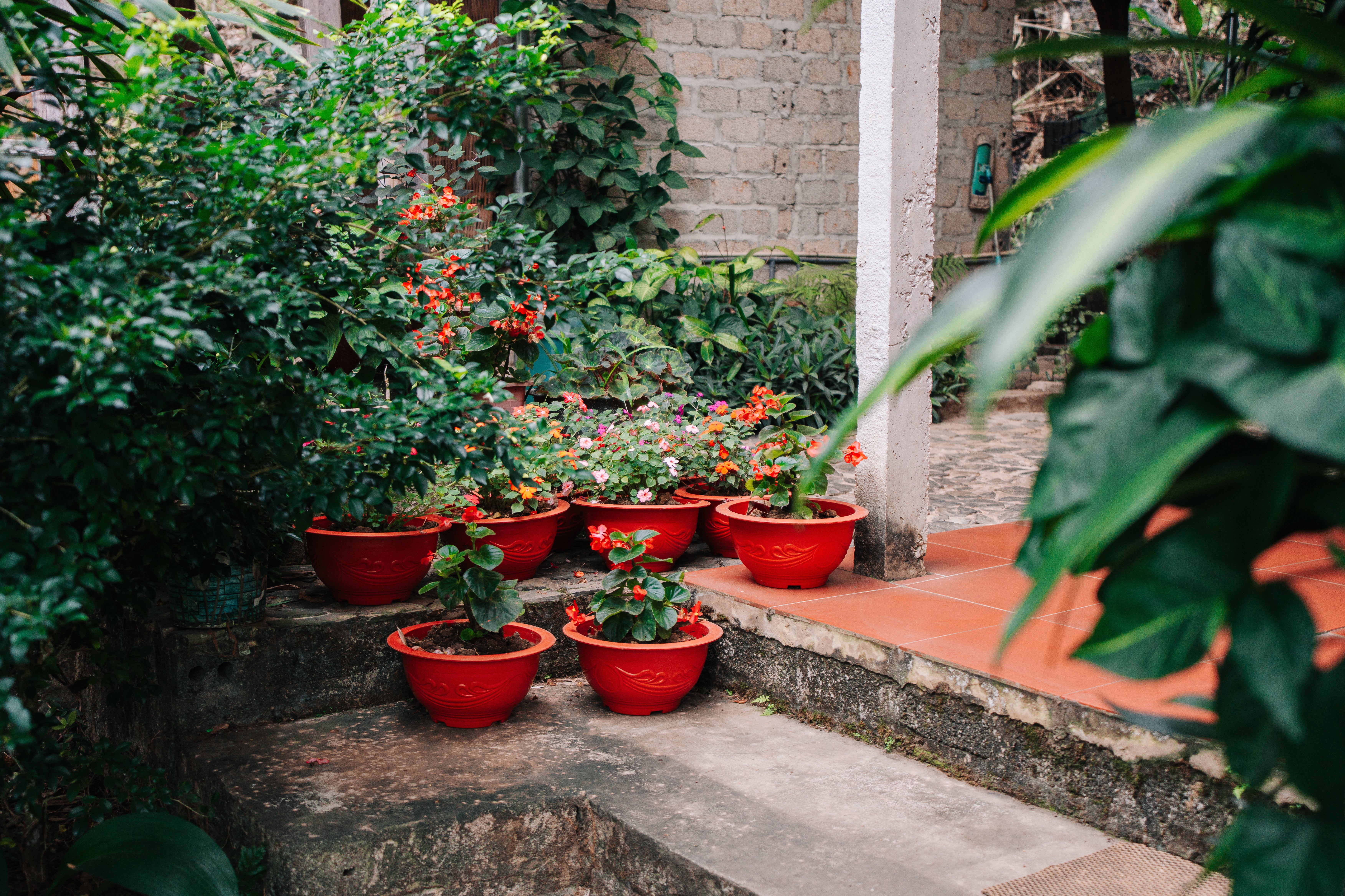 pot plants grouped in shade