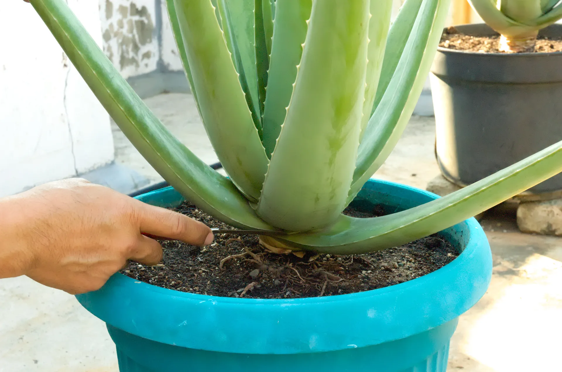 cutting an aloe vera plant