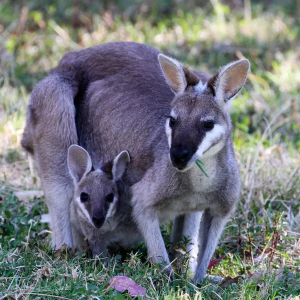 Whiptail wallaby