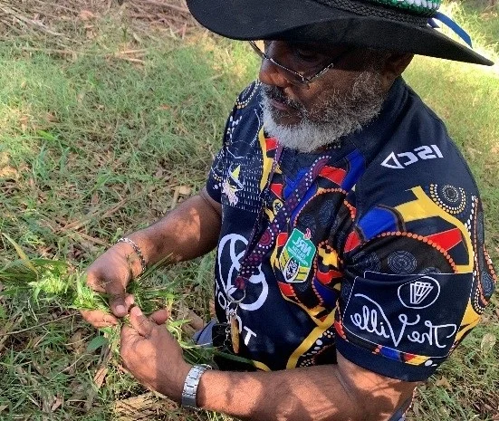 An Indigenous Australian man is looking down at a native plant in his hands.