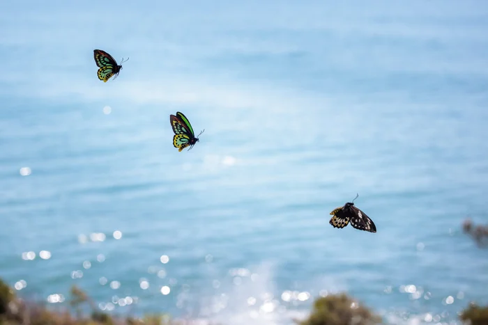 IMAGE-3-Richmond-Birdwing-Butterflies-Image-by-Jo-Ward-scaled.jpg