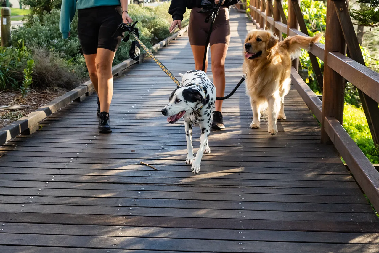Two dogs and people walking on boardwalk