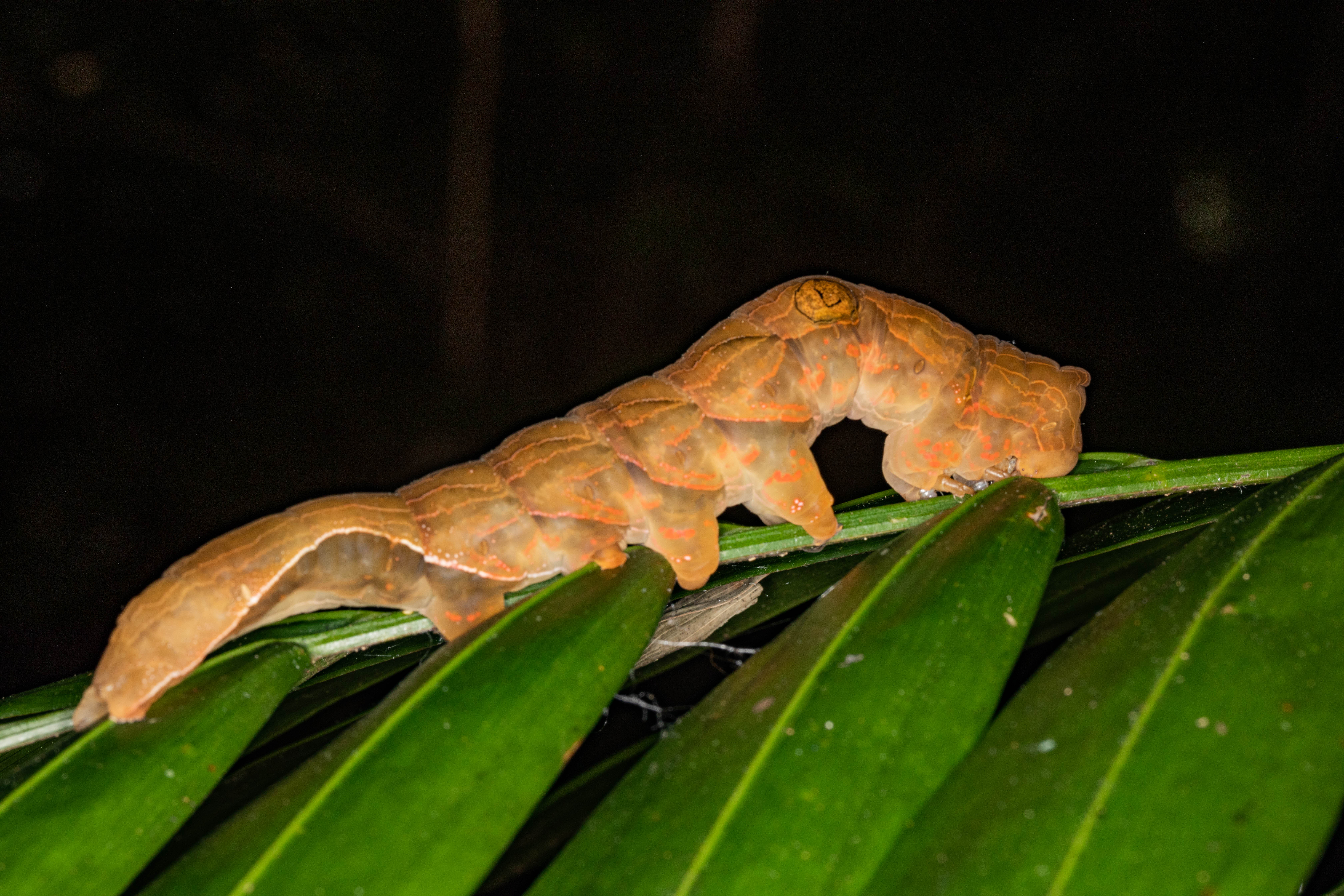 A southern pink underwing moth caterpillar. 