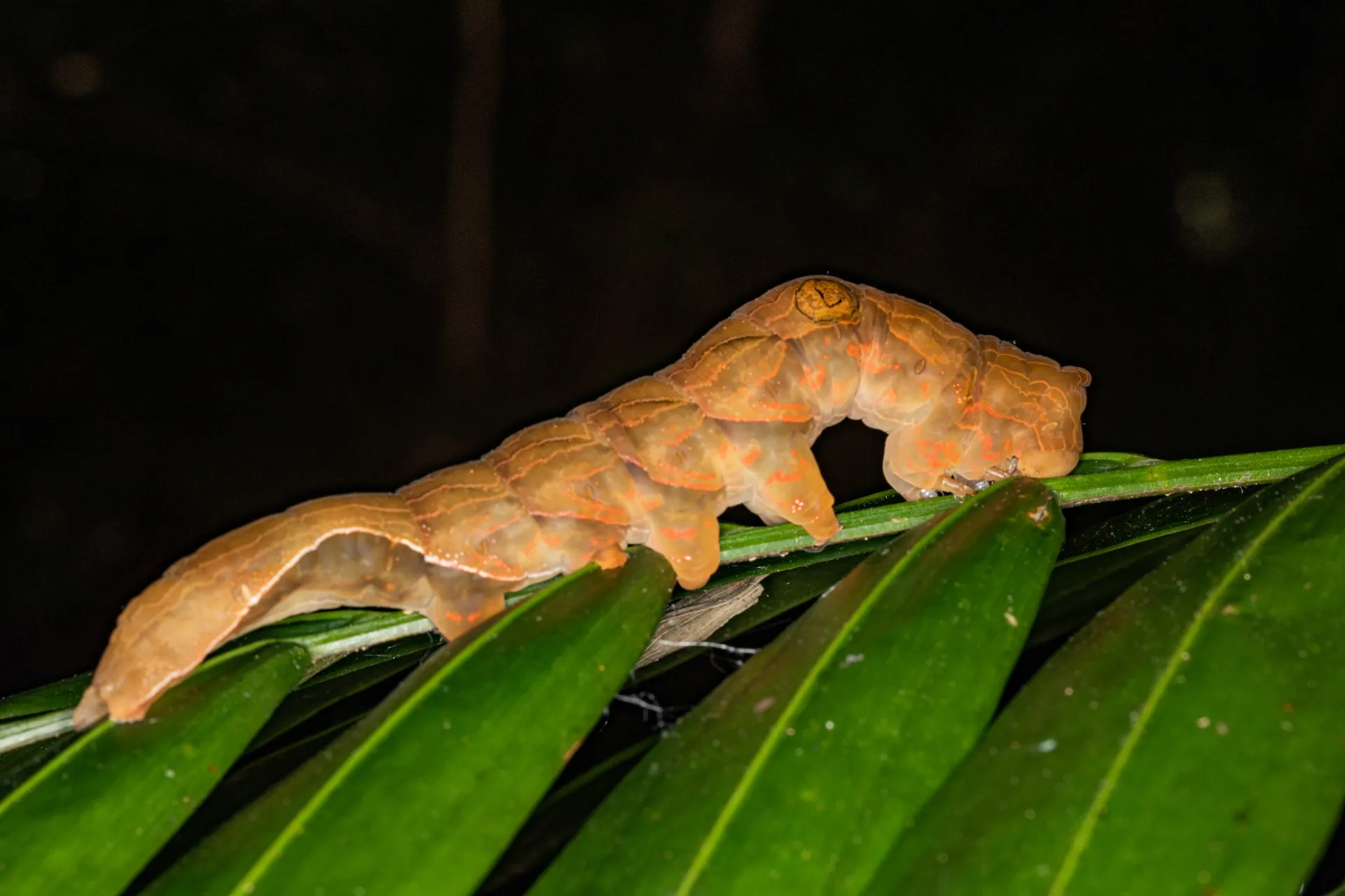 A southern pink underwing moth caterpillar.