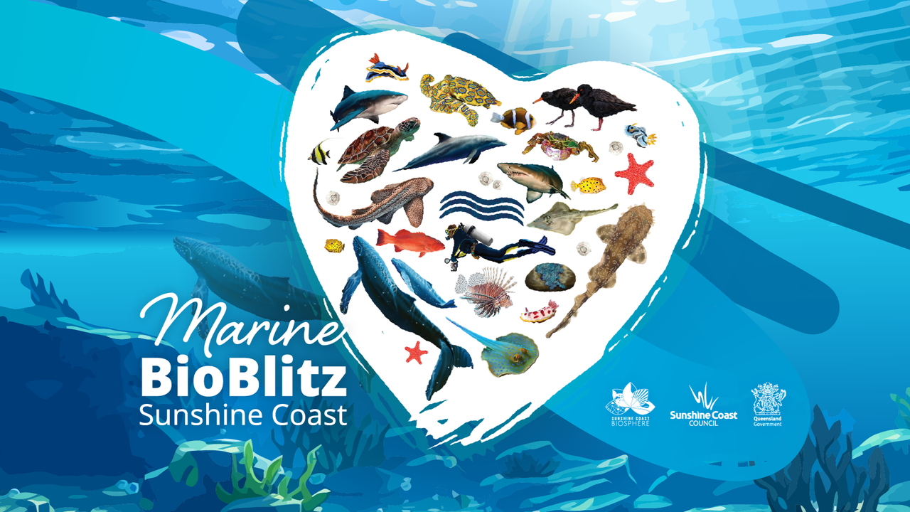 BioBlitz branding
