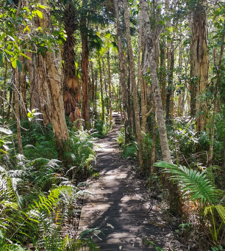 62150_Maroochy%20River%20Conservation%20Park%20boardwalk_edited.jpg