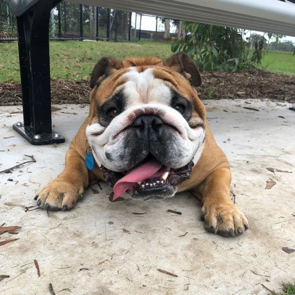 Hugo-at-dog-park.jpg