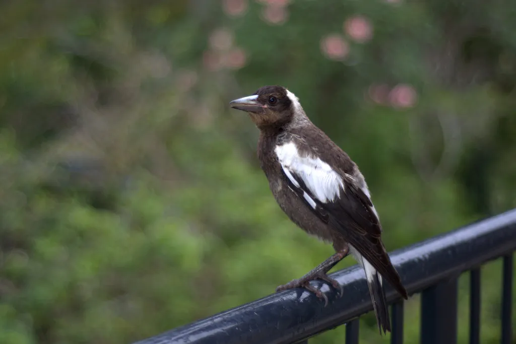 DSC_4420xsmall-magpie-1.jpg