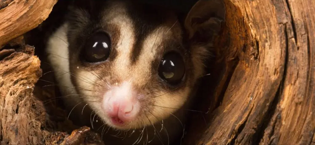 sugar-glider-1024x473.jpg