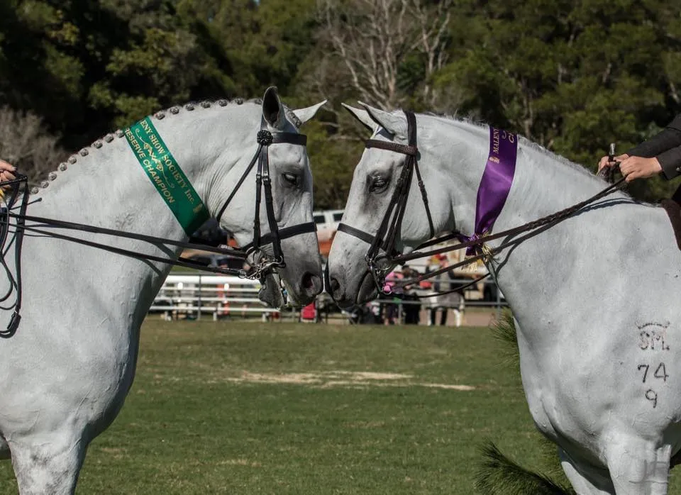 Two grey horses standing nose to nose with ribbons around their necks