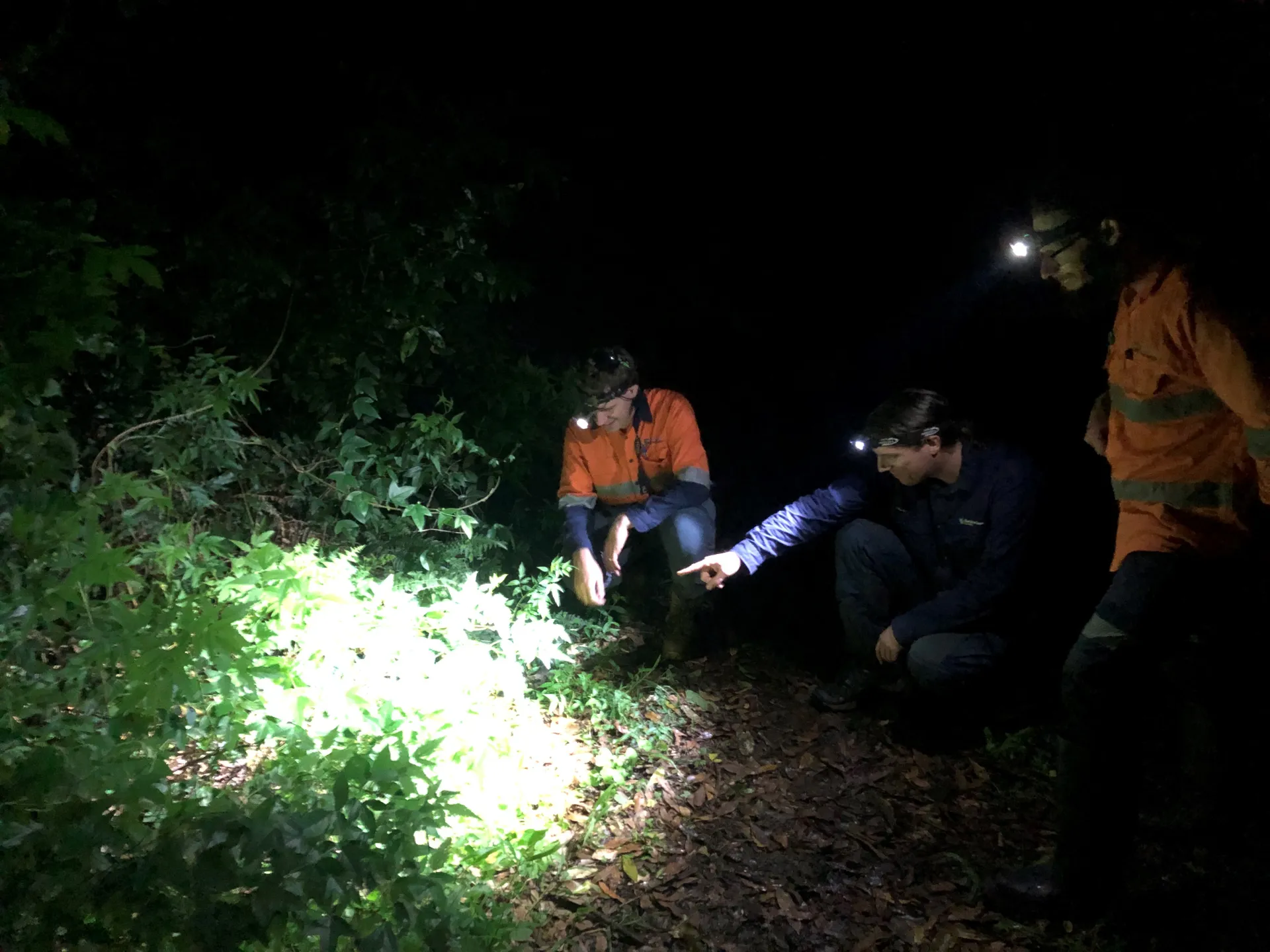 At night, three people look for frogs in shrubs using head torches.