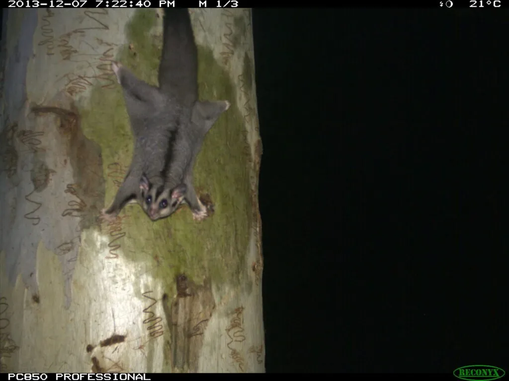 Squirrel glider