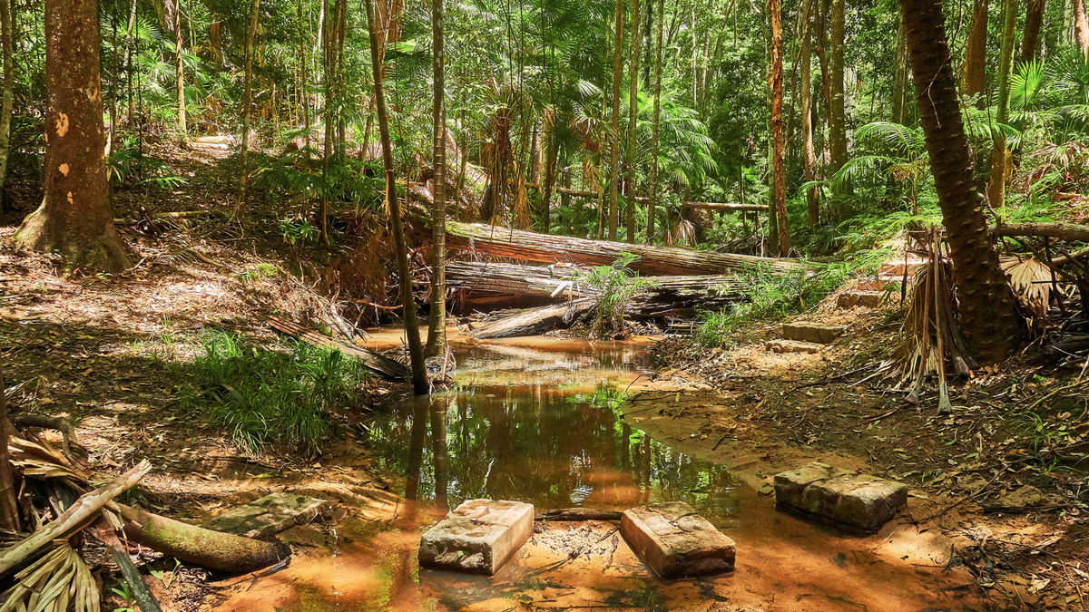 Western Tall Gums bushwalk