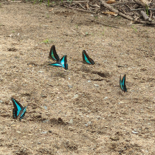 Blue triangle puddling.png
