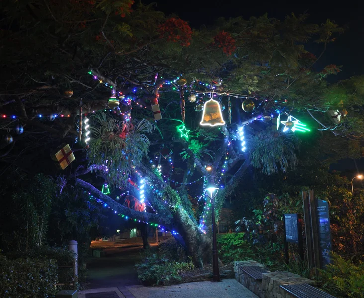 Buderim-Christmas-tree-scaled.jpg