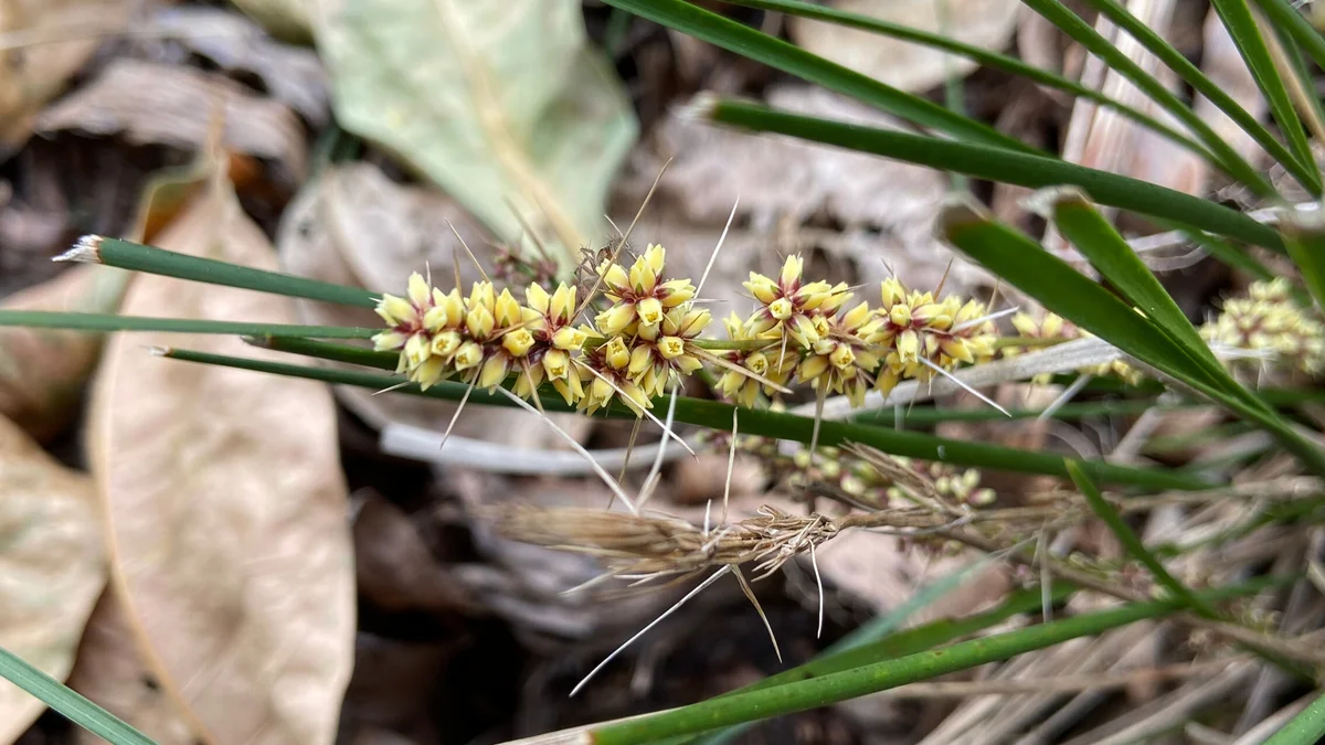 Mat Rush, Lomandra sp.