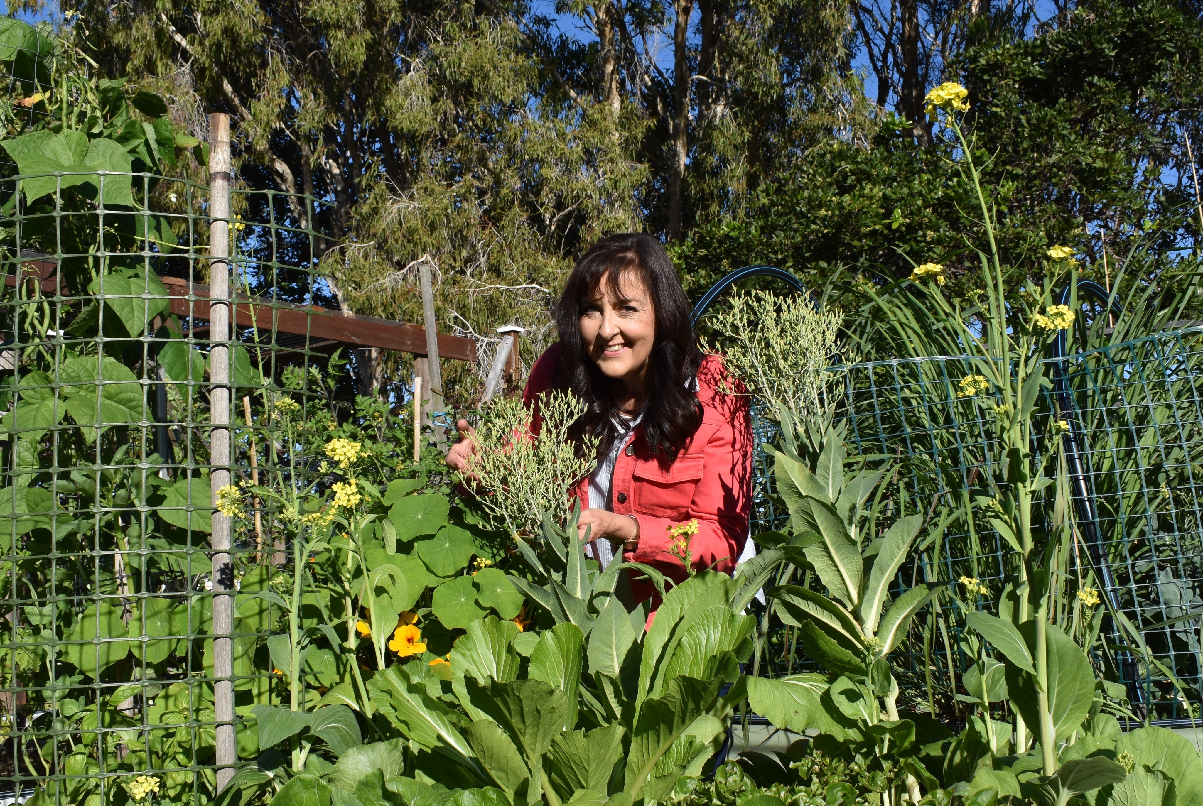 Anne Gibson looking at lettuce bolting to seed in raised garden bed Kawana community garden