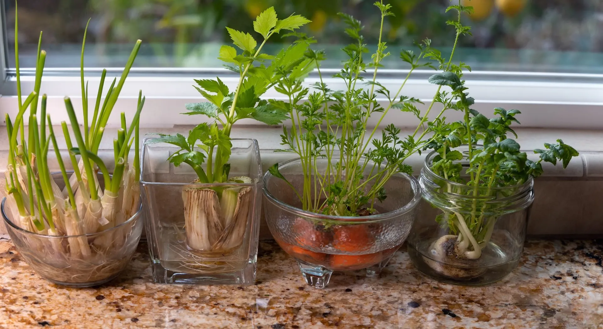 grown from kitchen scraps