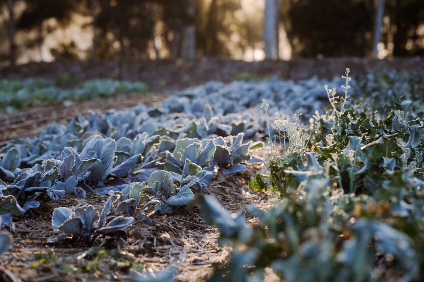 Ground plants with a hint of sunlight touching the leaves