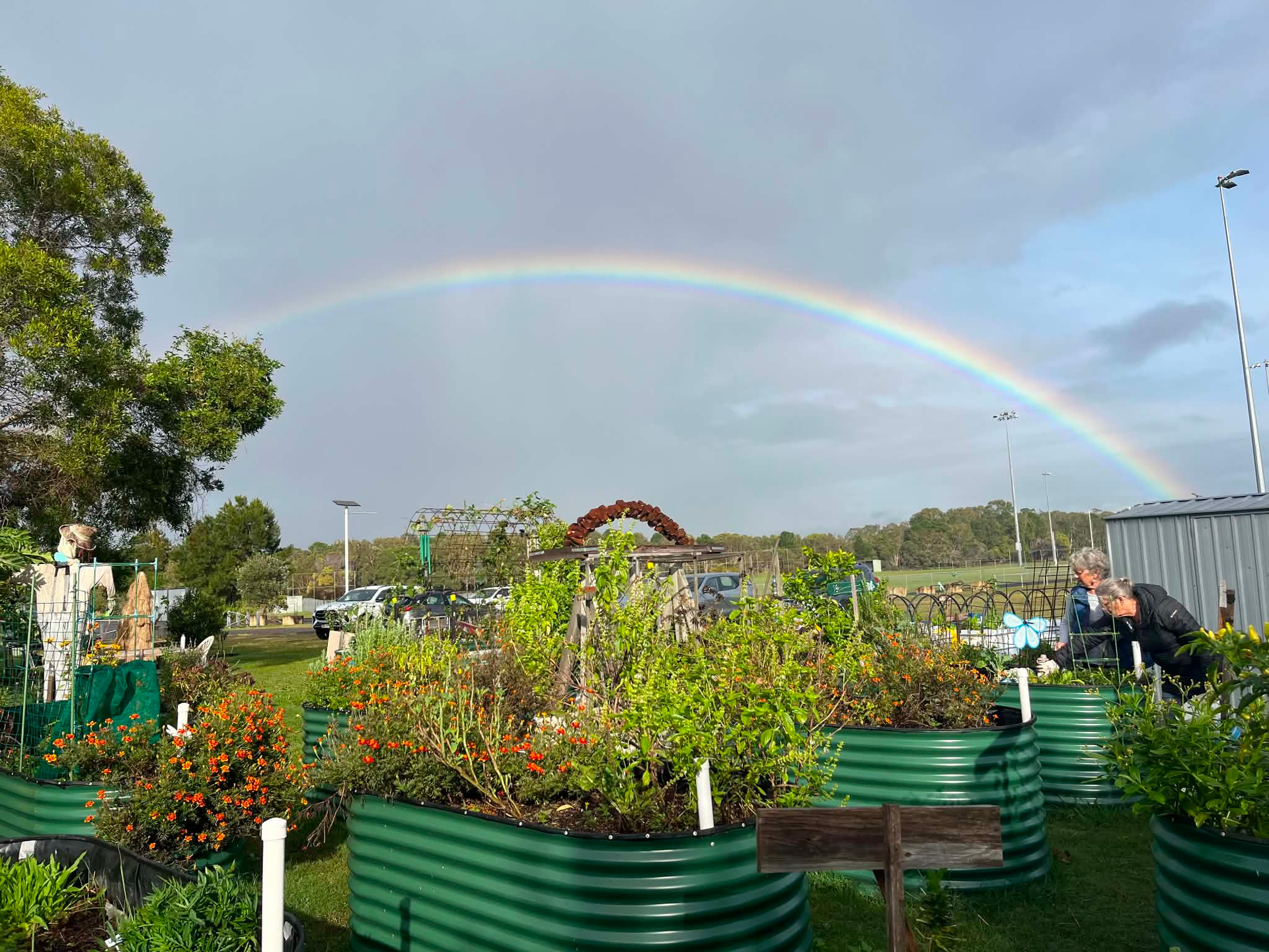 A rainbow arches over the Mudjimba Community Garden raised garden beds filled with plants. Two people in the righthand corner inspected some plants.