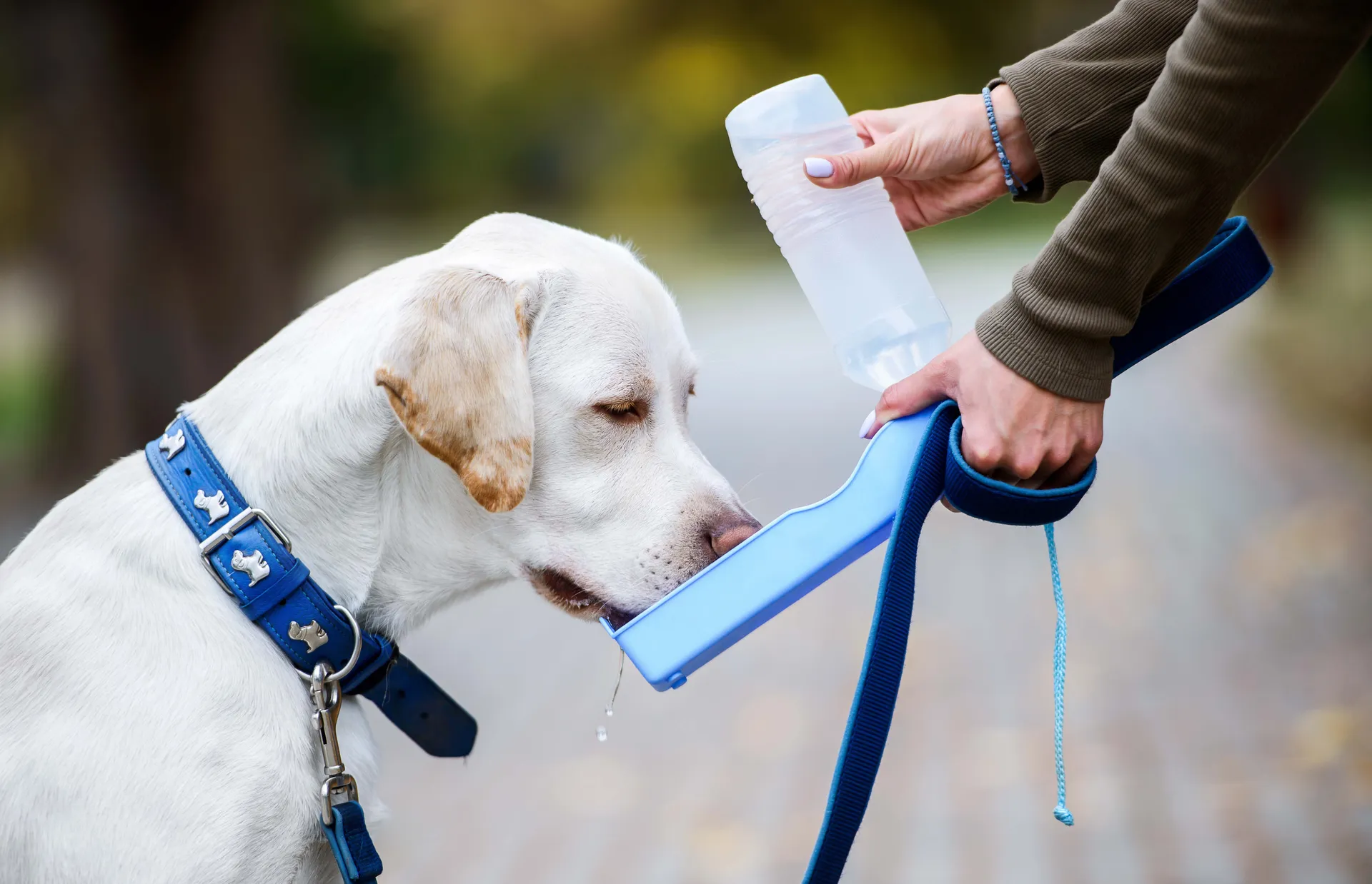 Dog drinking water