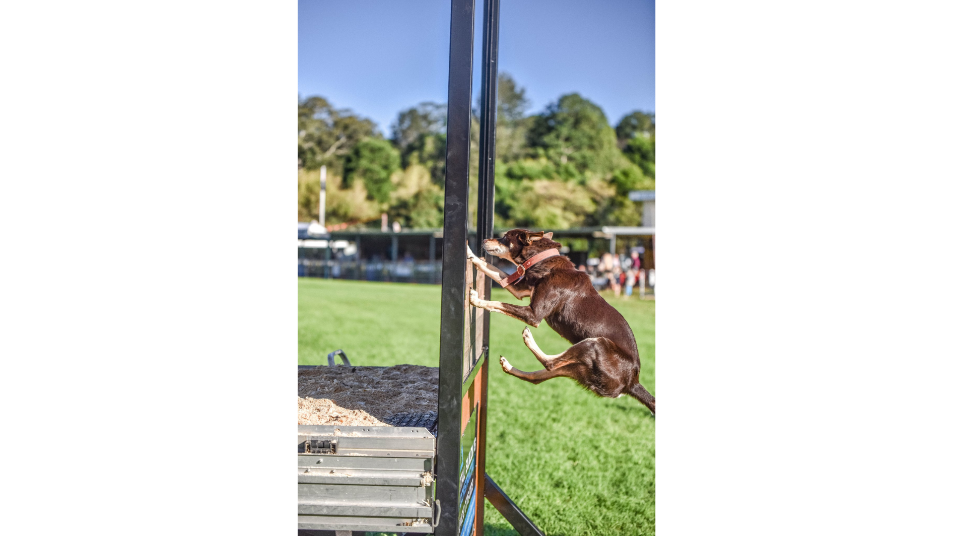 A brown dog in mid flight as it attempt to jump over a positioned fence or gate  in competition mode.