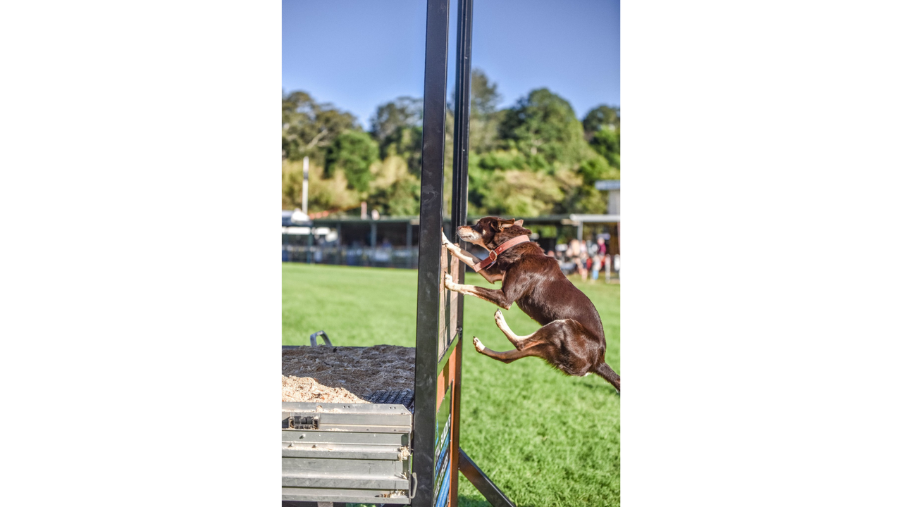 A brown dog in mid flight as it attempt to jump over a positioned fence or gate  in competition mode.