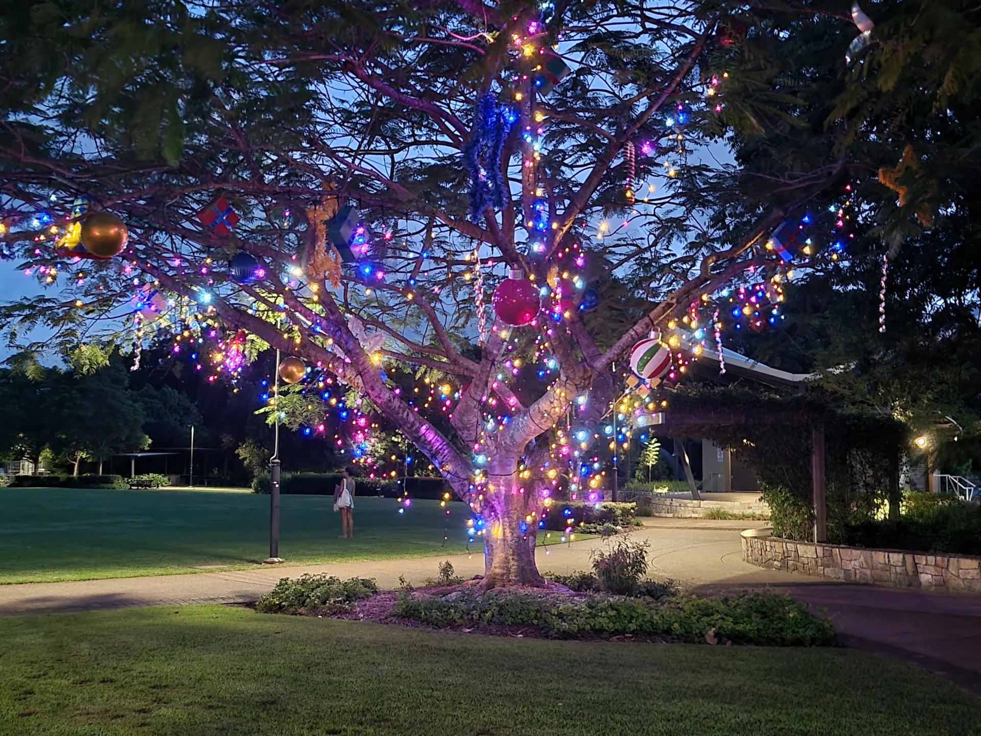 Buderim park tree decorated with lights at night