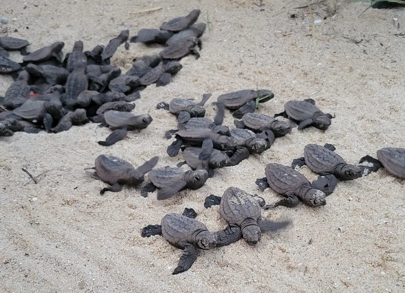 Critically endangered loggerhead turtle hatchlings in a group emerging from the nest on a sandy beach.