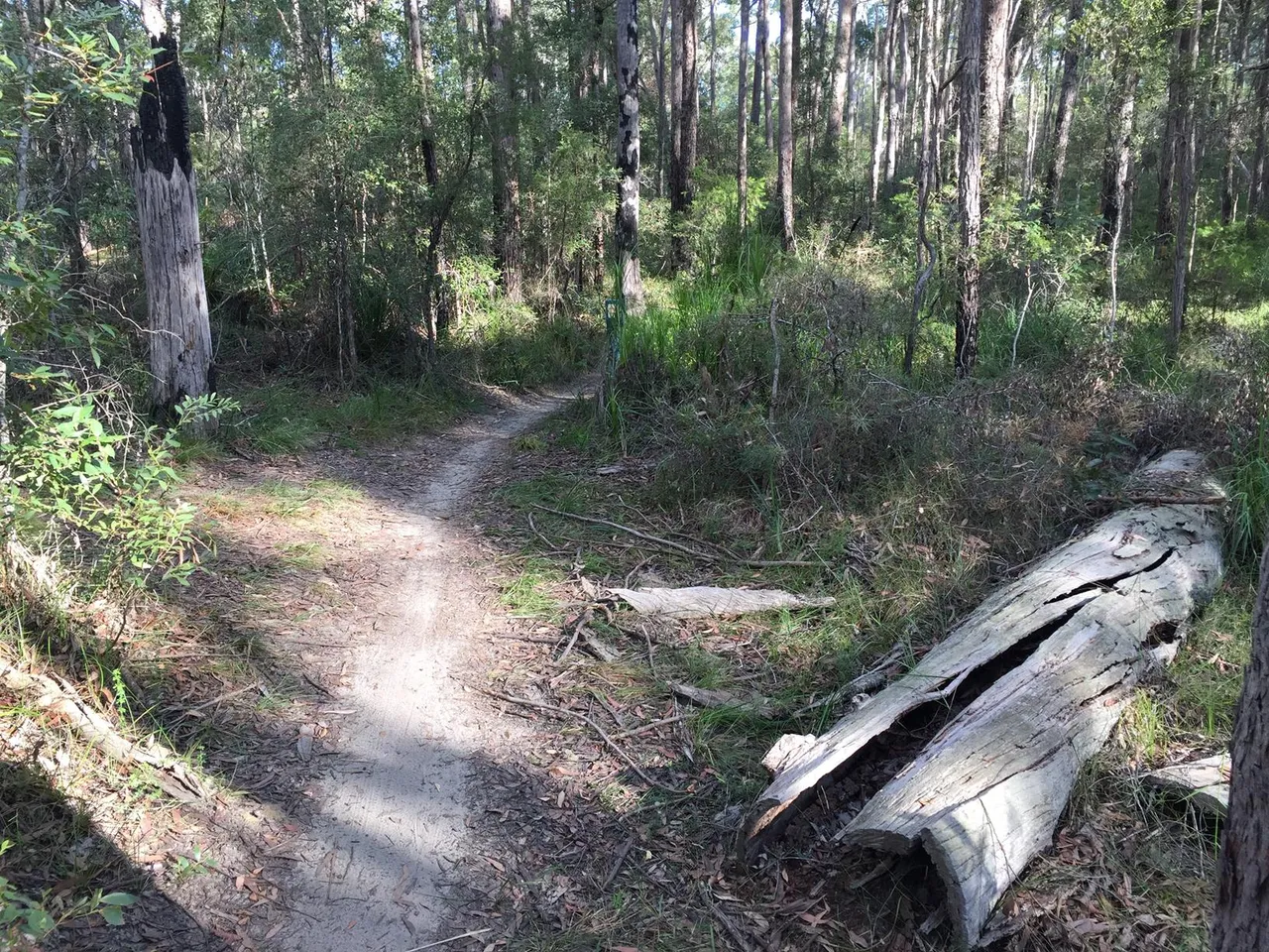 39231_Ewen%20Maddock%20Dam%20Ferny%20Forest%20Mountian%20Bike%20Loop%20%20IMG_2903.jpg