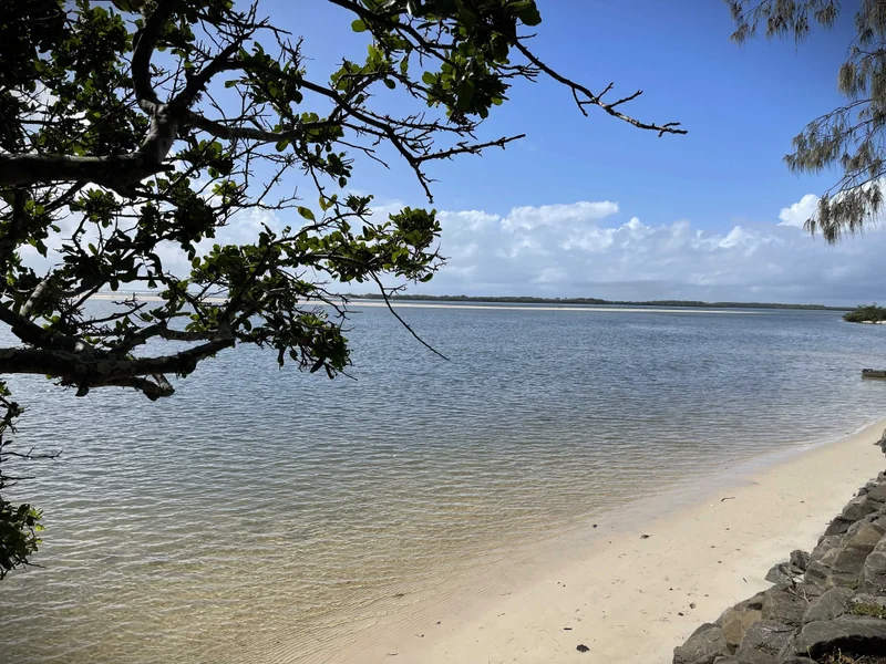 The view of a beach from under a tree.