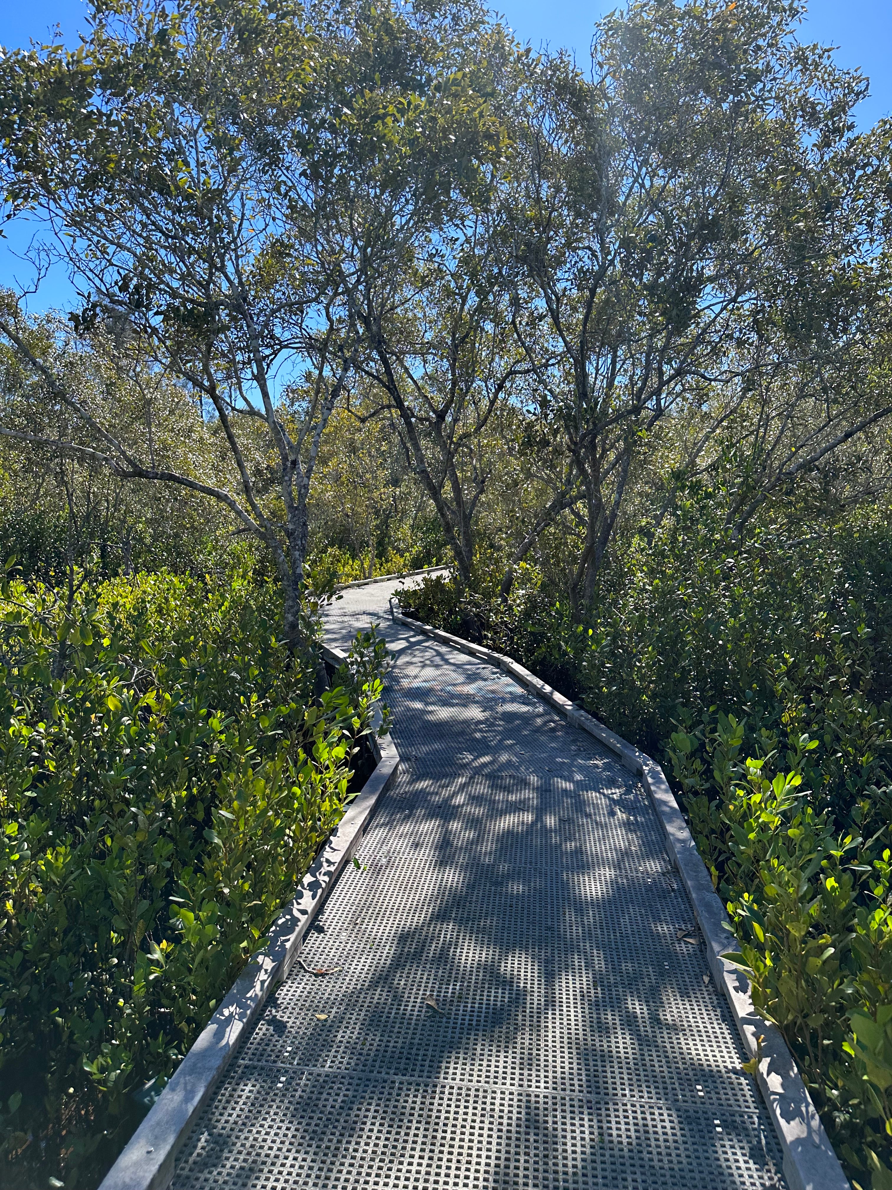 Maroochy%20Wetlands%20Sanctuary%20%283%29.JPG
