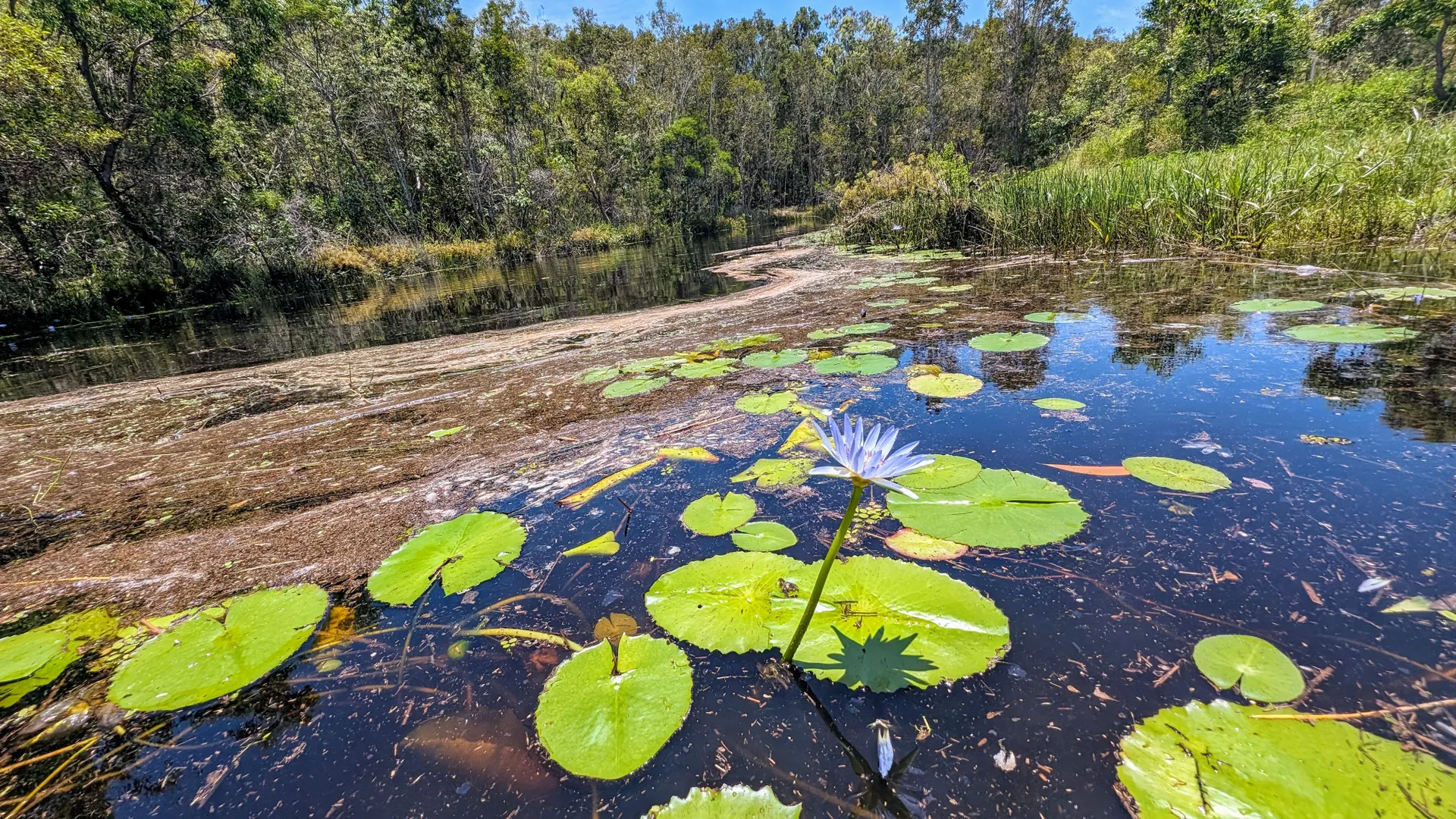 Lamerough Creekside Walk, Pelican Waters