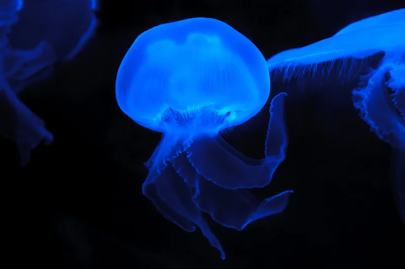 Summer jellyfish