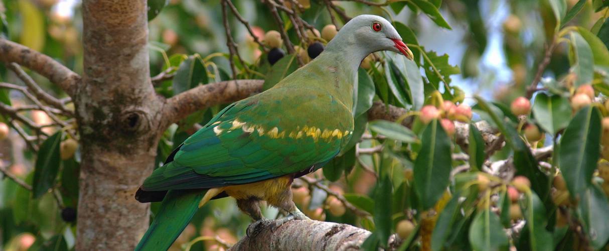 Wompoo fruit dove