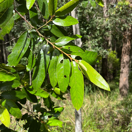 Soap tree leaf square.png