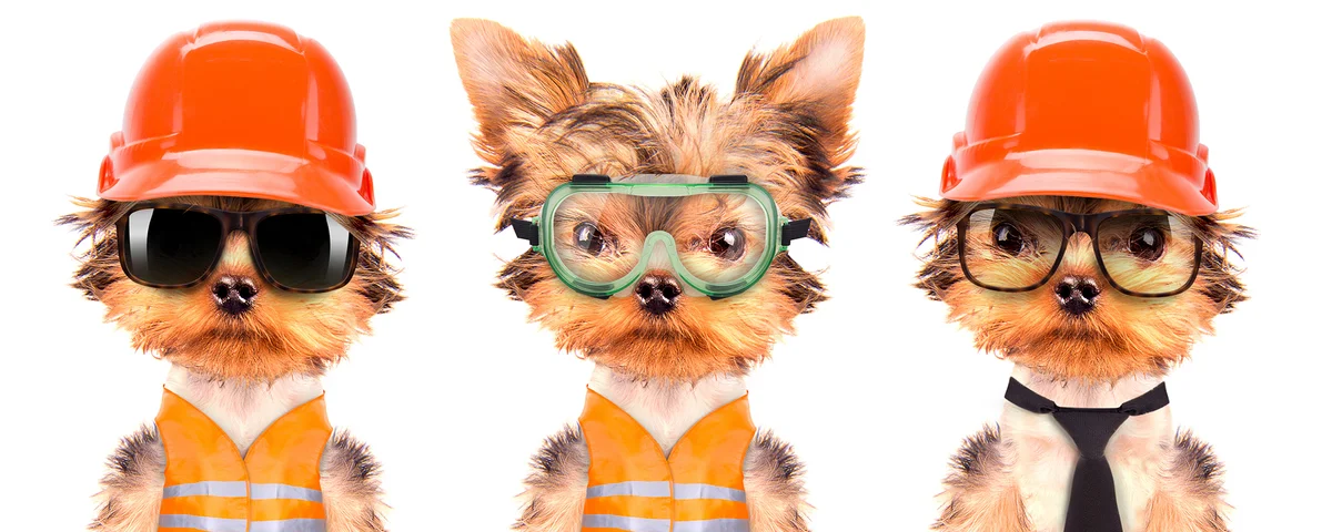 Dog Safety Week
