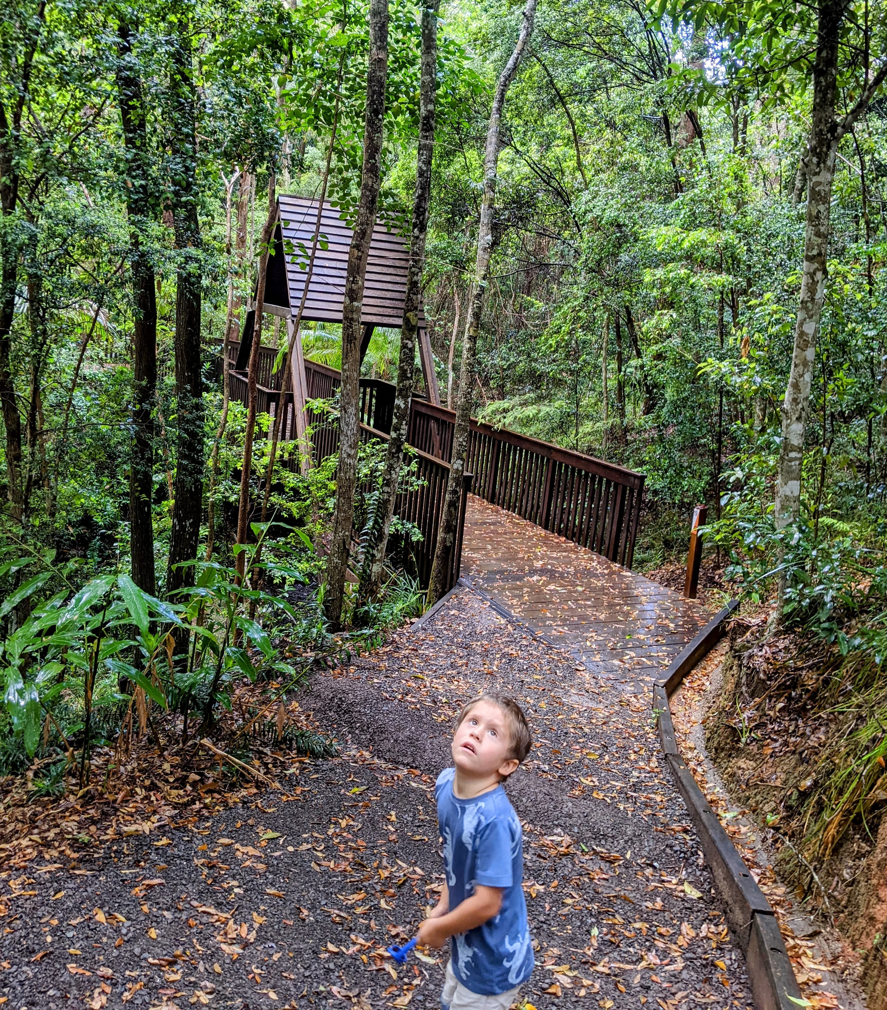 Maroochy Bushland Botanic Garden, Lagoon Walk 