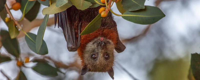 Flying fox education