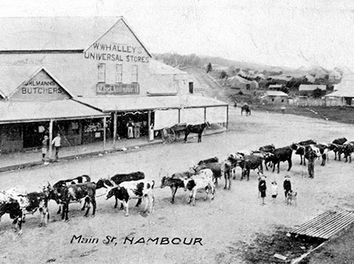 Bullock team in front of William Whalley's Store at the northern end of Currie Street, Nambour, ca 1909.