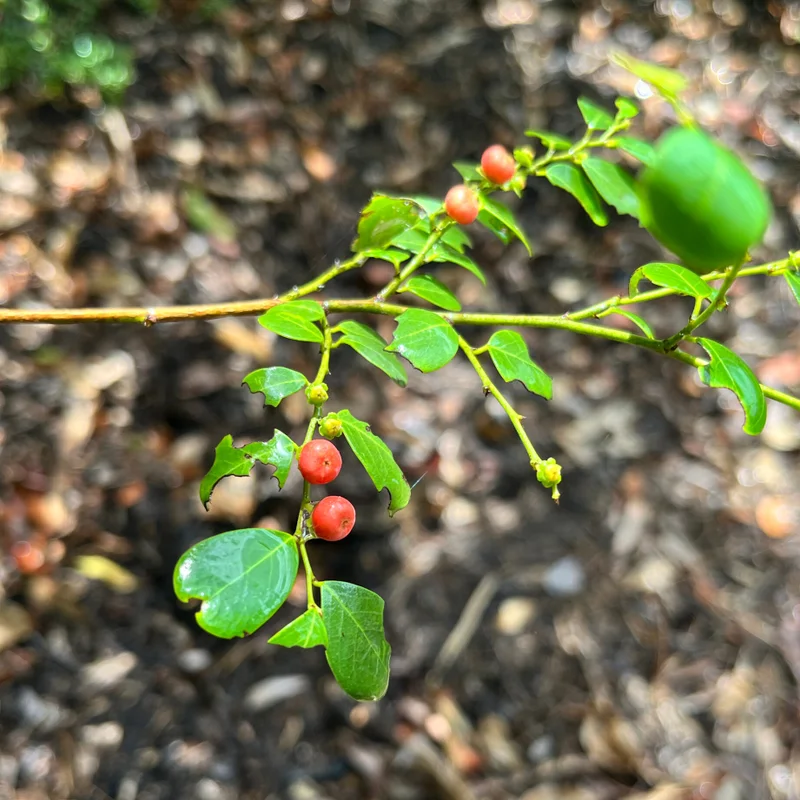 Native caper - square.jpg